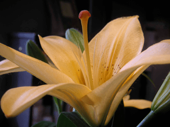 Spring Is Here at For Goodness Sake Natural Foods