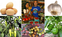 Fresh Local Organics, Specials and Demo