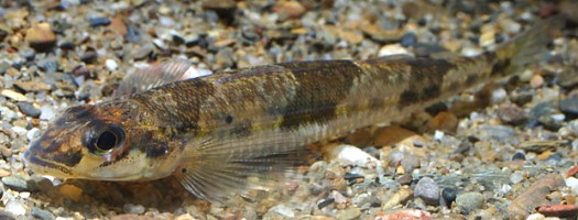Diamond Darter. Photo by Conservation Fisheries, Inc