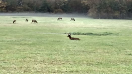 Elk Herd near Smokemont in Great Smoky Mountains National Park
