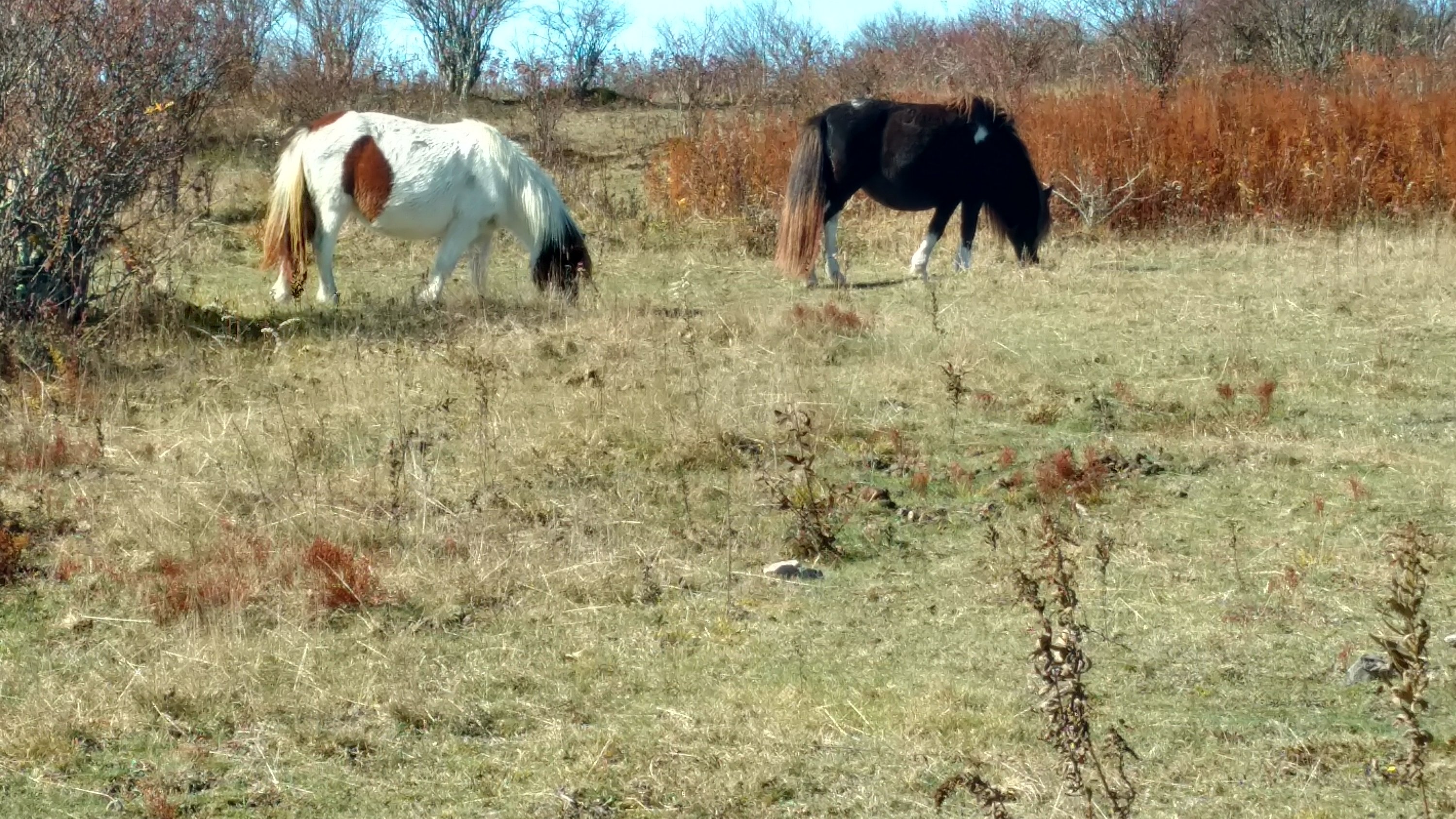 Wild ponies at Grayson Highlands state park, VA.