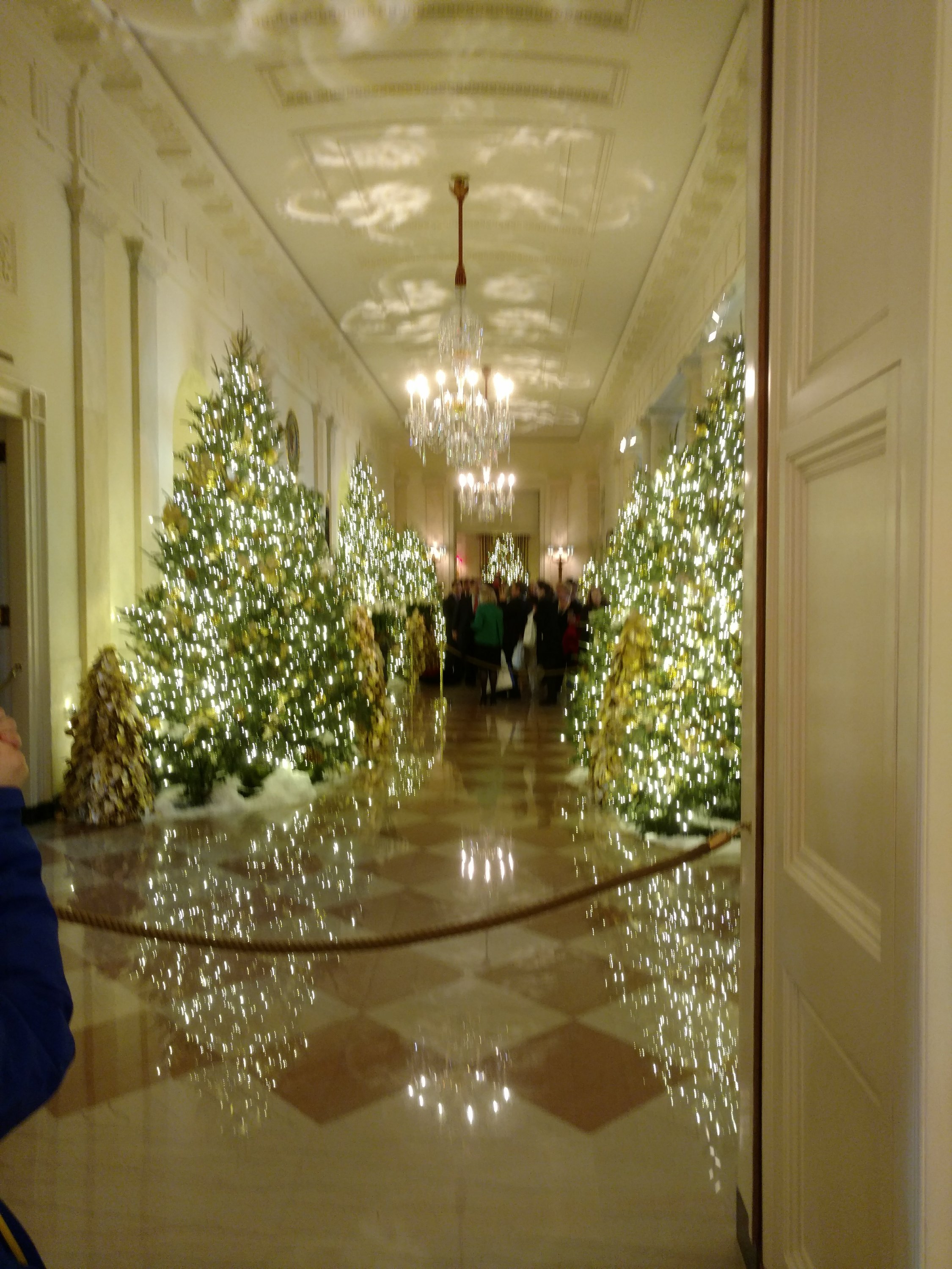 Christmas trees with white lights line a hallway at the White house