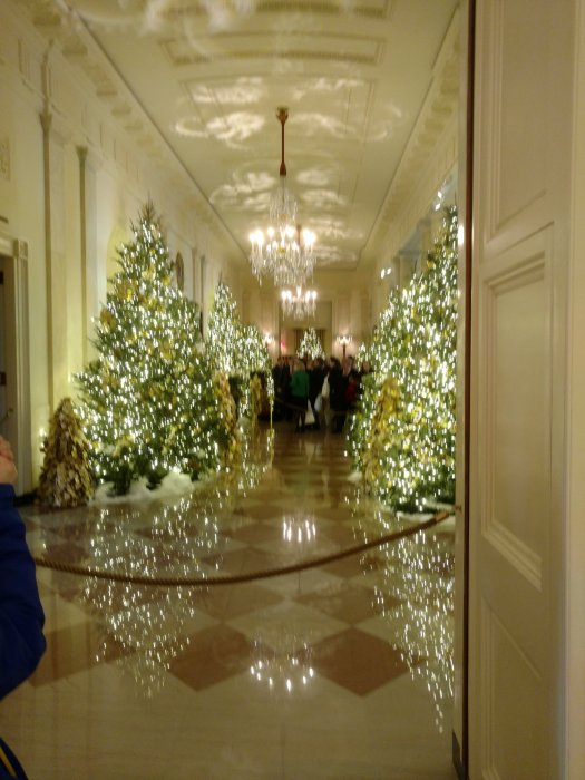 Christmas trees with white lights line a hallway at the White house